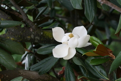 Magnolia grandiflora